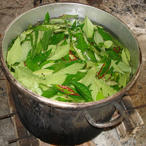Ayahuasca Leaves in the Pot (icon)