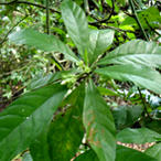 Medicine Hunter - Ayahuasca Leaves with Flowers (icon)